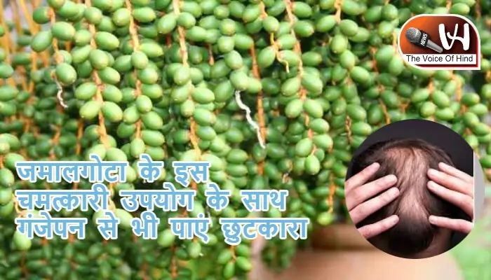 जमालगोटा के इस चमत्कारी उपयोग के साथ गंजेपन से भी पाएं छुटकारा