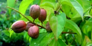 जमालगोटा के इस चमत्कारी उपयोग के साथ गंजेपन से भी पाएं छुटकारा