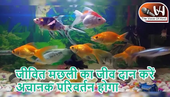 आज का राशिफल (14-09-2025): जीवित मछली का जीव दान करें अचानक परिवर्तन होगा