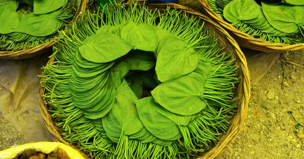 लखनऊ विश्वविद्यालय की बड़ी खोज: पान के पत्ते से होगा अल्ज़ाइमर का इलाज