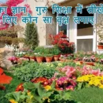 गुरुवार का ज्ञान: गुरु शिक्षा में सीखे नक्षत्र के लिए कौन सा वृक्ष लगाए