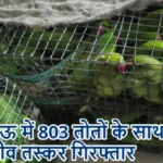 लखनऊ में 803 तोतों के साथ वन्यजीव तस्कर गिरफ्तार