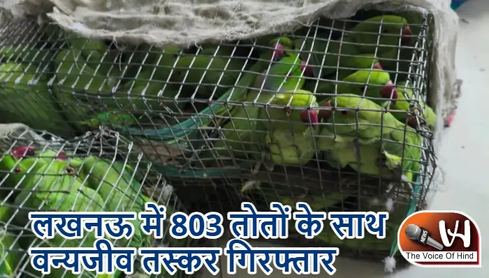 लखनऊ में 803 तोतों के साथ वन्यजीव तस्कर गिरफ्तार