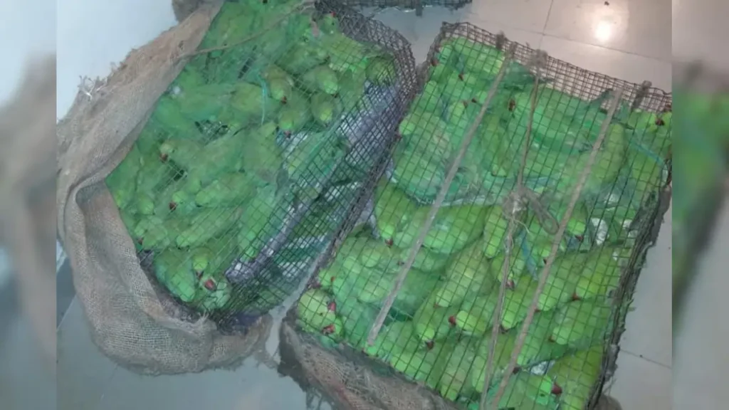 लखनऊ में 803 तोतों के साथ वन्यजीव तस्कर गिरफ्तार