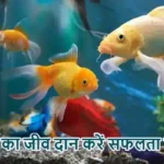 राशिफल (06-05-2026) : मछली का जीव दान करें सफलता मिलेगी