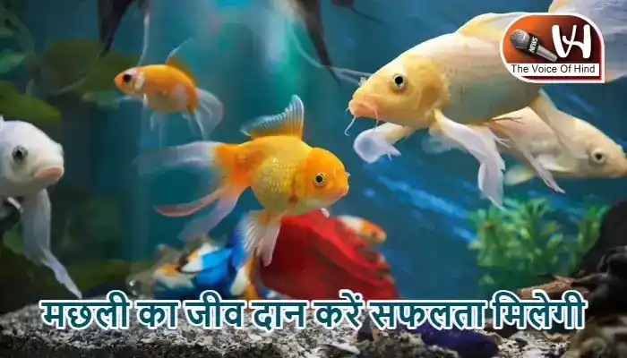 राशिफल (06-05-2026) : मछली का जीव दान करें सफलता मिलेगी