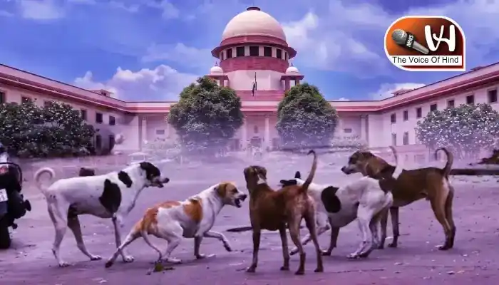 आवारा कुत्तों पर सुप्रीम कोर्ट सख्त, दी चेतावनी