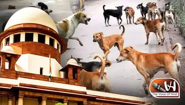 आवारा कुत्तों पर सुप्रीम कोर्ट सख्त, दी चेतावनी