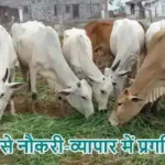 राशिफल (21-06-2026) : गौ सेवा से नौकरी-व्यापार में प्रगति होगी