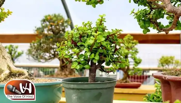 ये पौधे बदल देंगे आपके घर-ऑफिस की रौनक और किस्मत