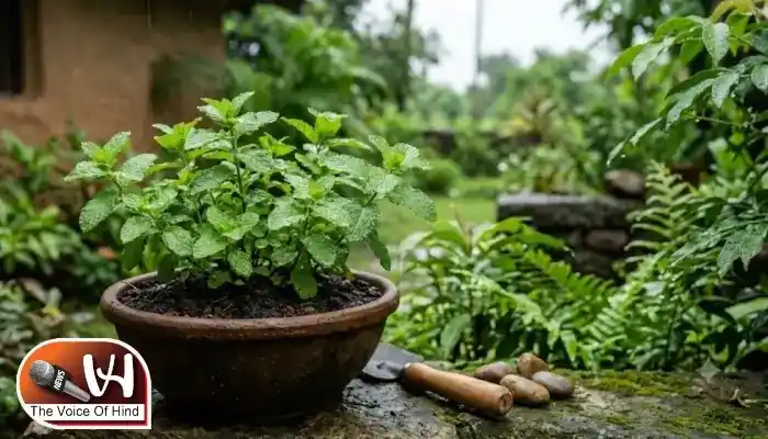 ये पौधे बदल देंगे आपके घर-ऑफिस की रौनक और किस्मत