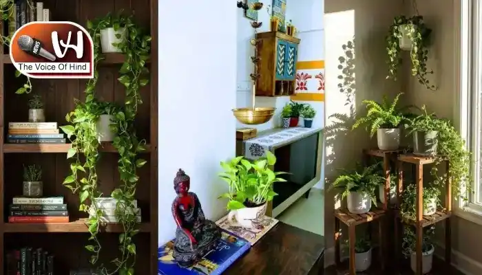 ये पौधे बदल देंगे आपके घर-ऑफिस की रौनक और किस्मत