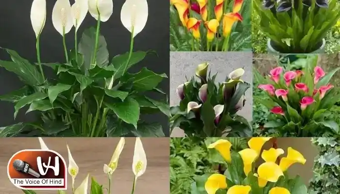 ये पौधे बदल देंगे आपके घर-ऑफिस की रौनक और किस्मत