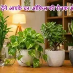 ये पौधे बदल देंगे आपके घर-ऑफिस की रौनक और किस्मत