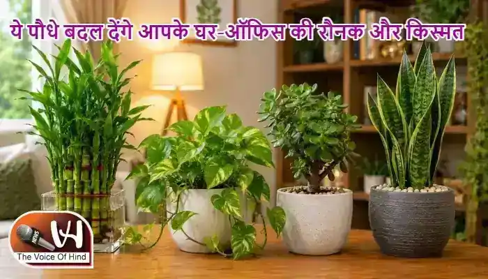 ये पौधे बदल देंगे आपके घर-ऑफिस की रौनक और किस्मत