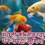 राशिफल (04-08-2026) : मछली को जीवनदान दे धन-संपदा-खुशियां मिलेंगी