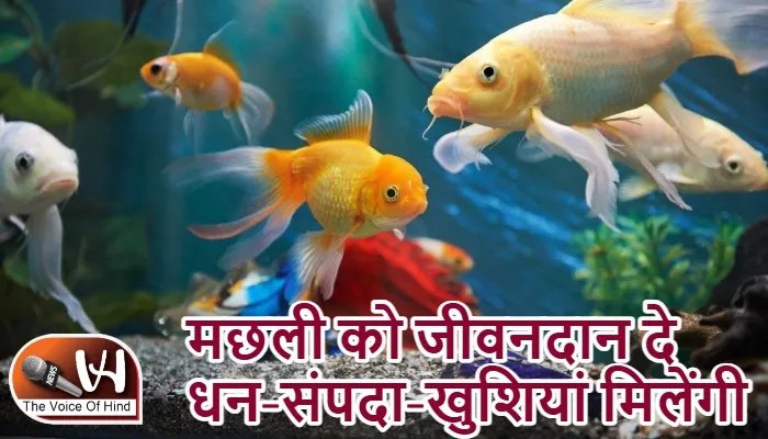 राशिफल (04-08-2026) : मछली को जीवनदान दे धन-संपदा-खुशियां मिलेंगी
