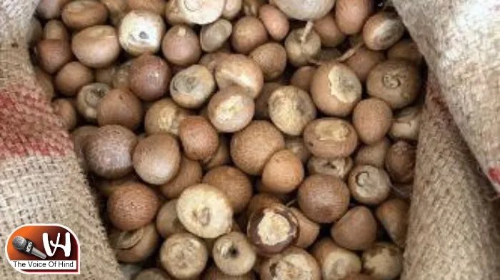सुपारी आयात में करोड़ों का घोटाला, DRI का बड़ा खुलासा!