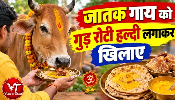 राशिफल (08-10-2026) : जातक गाय को गुड़ रोटी हल्दी लगाकर खिलाए